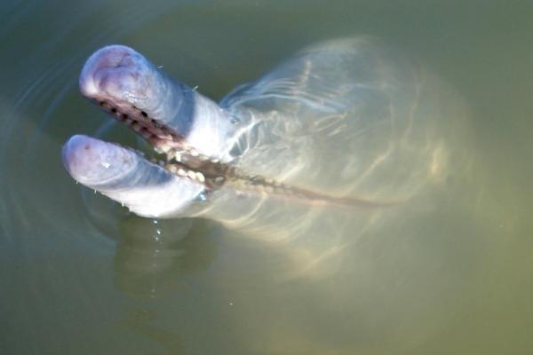 Descoperire epocală în Amazon: delfinul MUTANT, cu dinţi de om