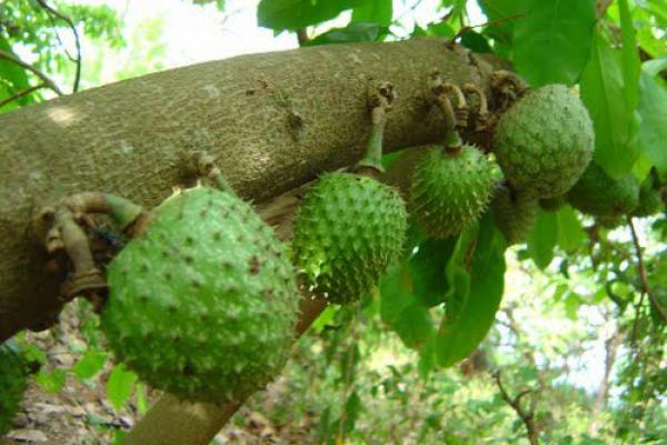 Studii: Acesta este fructul care DISTRUGE CANCERUL