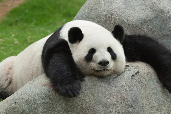 Nu o să îţi vină să crezi ce a făcut o URSOAICĂ pentru a primi atenţie!
