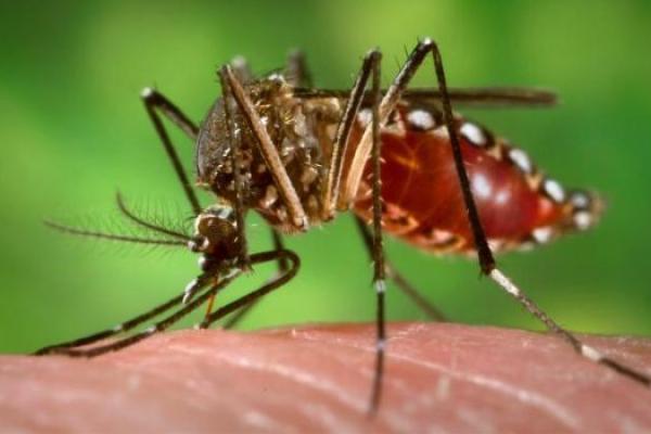 Brazilia, în alertă! Stare de FEBRĂ DENGUE în sute de oraşe