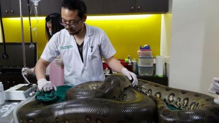 GALERIE FOTO: Un anaconda a fost operat cu succes pentru o tumoră uriaşă