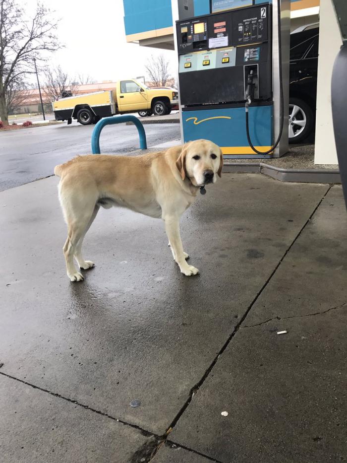 EMOȚIONANT! Un adolescent a găsit un câine rătăcit într-o benzinărie. A vrut să-l ajute, însă MESAJUL găsit pe zgarda labradorului l-a uluit complet