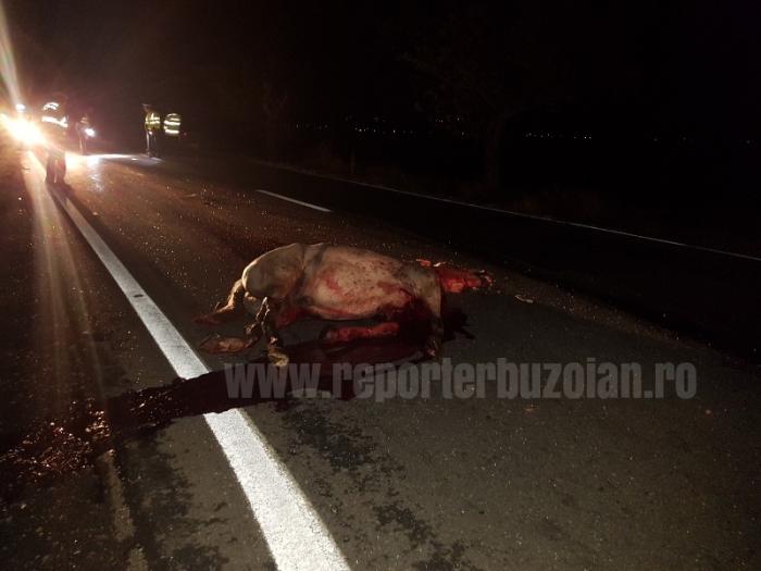 ACCIDENT TERIFIANT în Buzău! Un cal a strivit un Chrysler, după un impact infiorător, pe DN1B. Animalul a murit pe loc, şoferul a rămas încarcerat! (VIDEO)