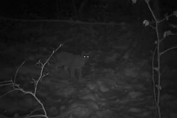 Un animal foarte rar văzut în România a fost filmat la vânătoare, în pădurile din Neamţ