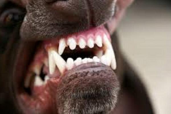 INCIDENT GRAV la Vâlcea. Încă un copil a fost ATACAT de un câine