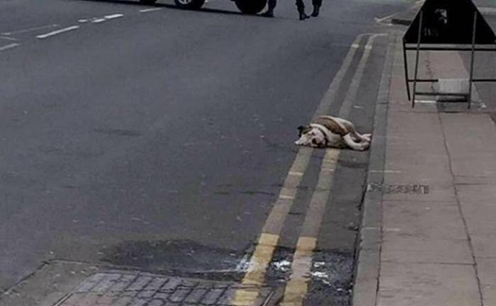 TEROARE! Şase câini pitbull au ieşit pe stradă şi au atacat trecătorii. Poliţia a împuşcat mortal doi câini (VIDEO)