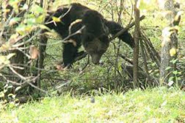 Jandarmii au eliberat un URS prins într-un gard de sârmâ