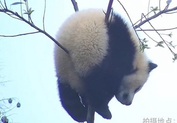 Cel mai leneş urs din lume? Un panda a rămas blocat într-un copac şi nici măcar nu a încercat să se salveze (VIDEO)