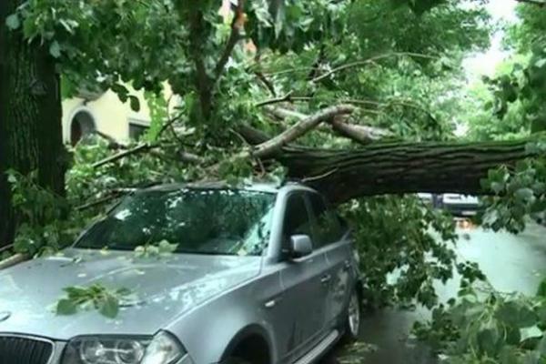 Două persoane au fost RĂNITE, în judeţul Ilfov, de copacii DOBORÂŢI de furtuna de sâmbătă seară