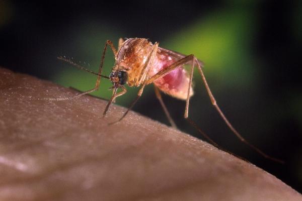 Primul caz de MENINGITĂ West Nile la Galaţi!
