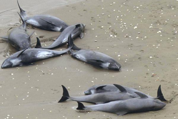 Peste 100 de delfini au eşuat, anul acesta, pe litoralul românesc. Un ONG a decretat Ziua Delfinului zi de doliu