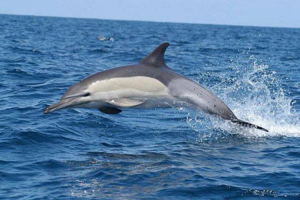 Delfinii din Marea Neagră, o specie pe cale de dispariţie! An de an, sute de delfini mor şi ajung pe plajele de pe litoralul românesc!