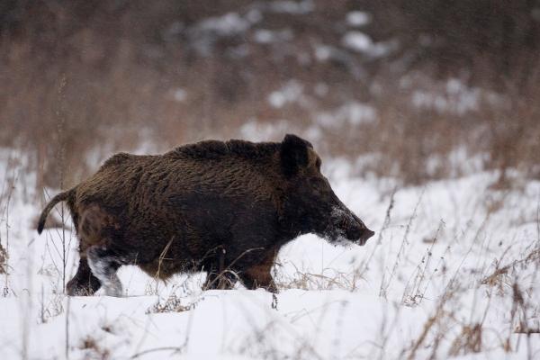 Porc mistreț pe un câmp înzăpezit