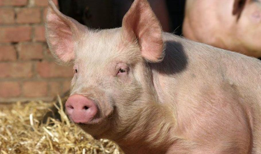 Bebeluș mușcat de porc Fetiță mușcată de porc