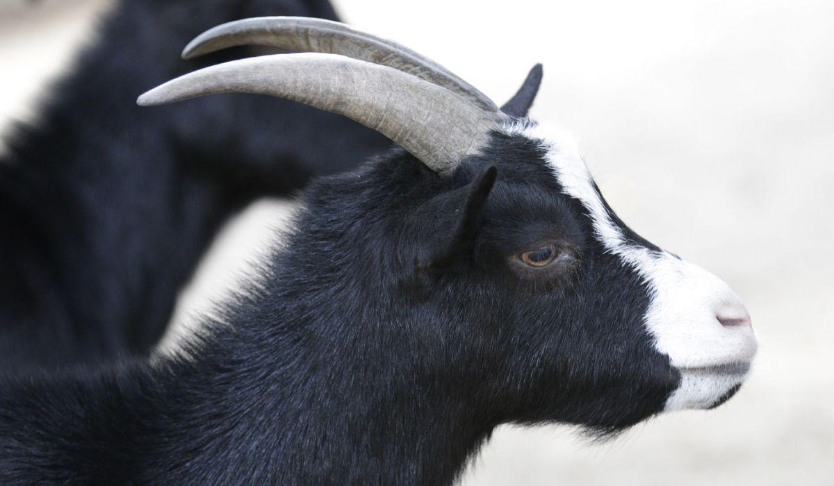 O femeie din Haţeg a postat pe Facebook o poză în care este alături de o capră neagră ucisă