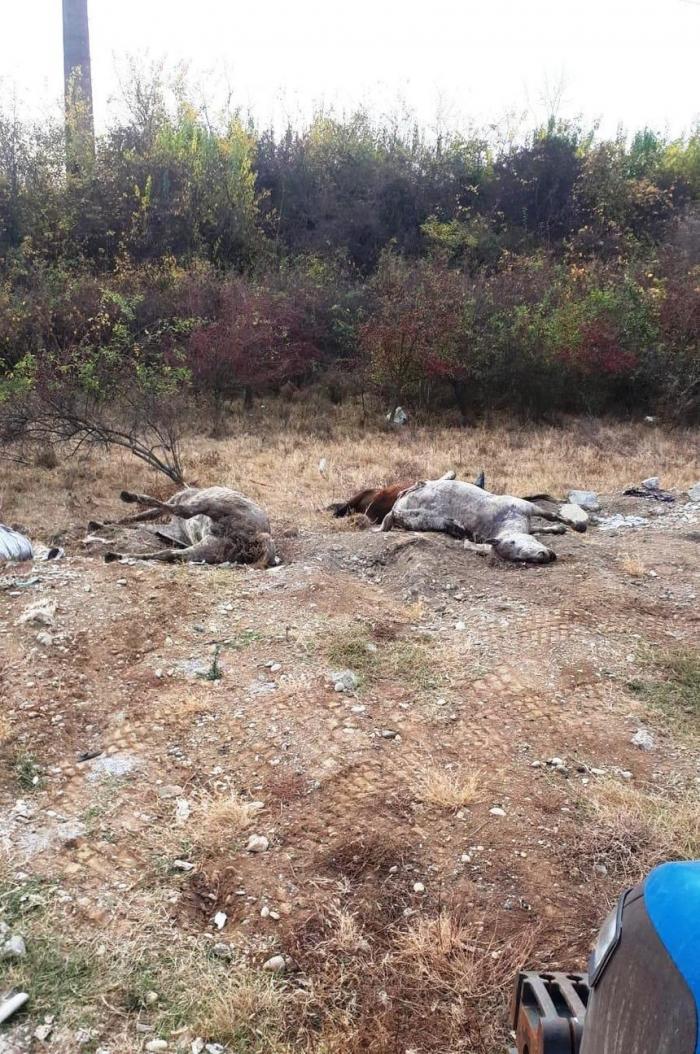 Cai morți, găsiți pe un câmp de lângă Arad. Animalele ar fi murit asfixiate într-un camion, în timpul unui transport ilegal (Foto)
