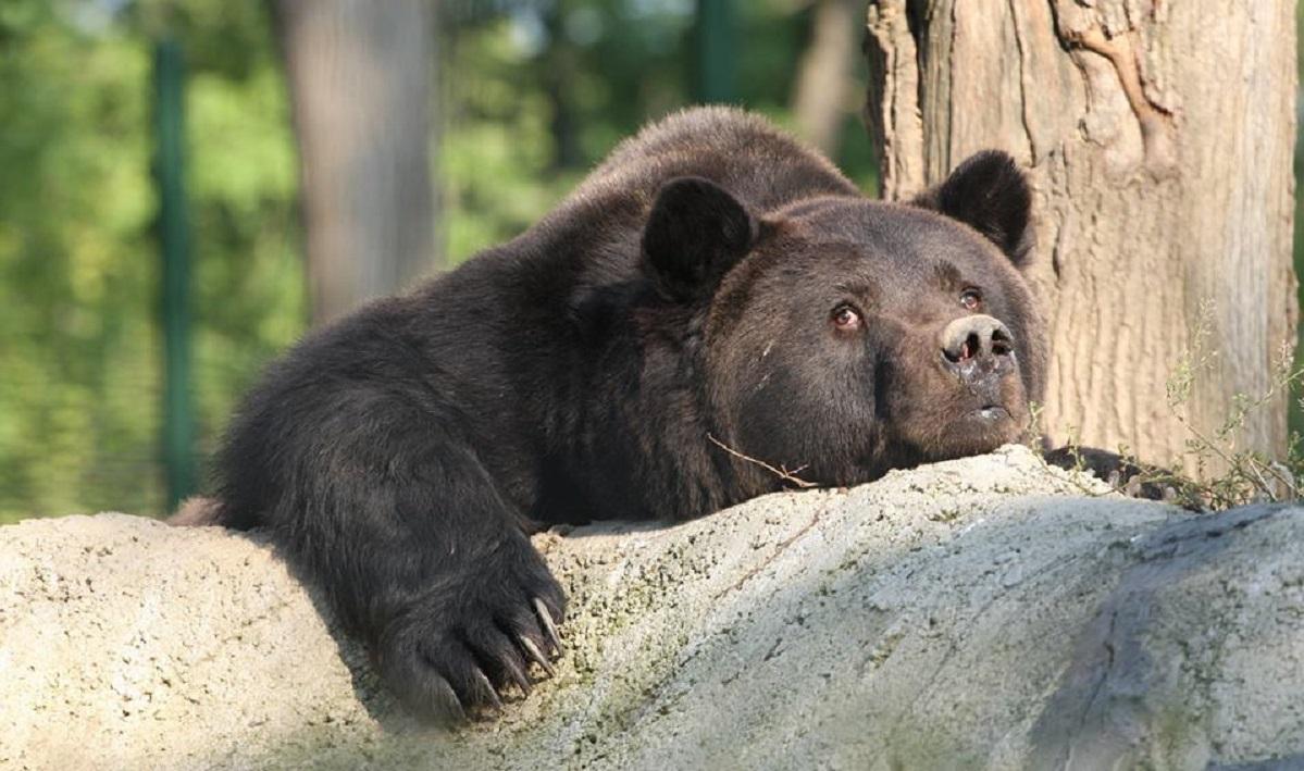 Max avea aproape 22 de ani