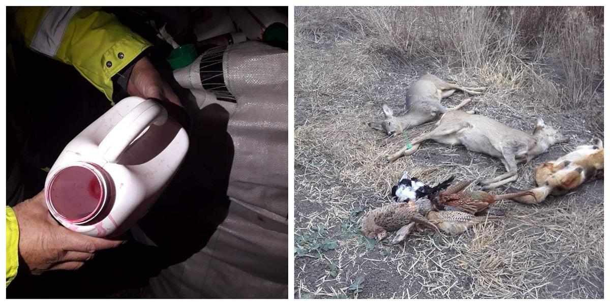 Animale otrăvite pe un câmp din Timiş