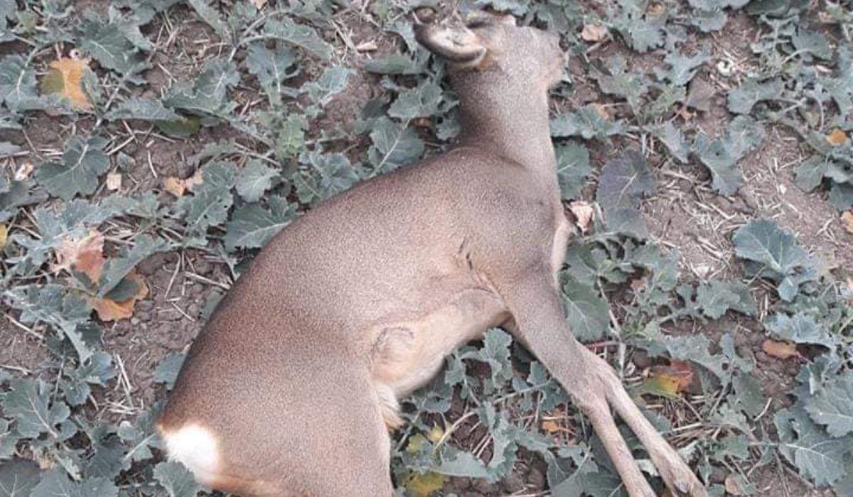 Mai multe animale sălbatice au fost otrăvite de o firmă din Timiş