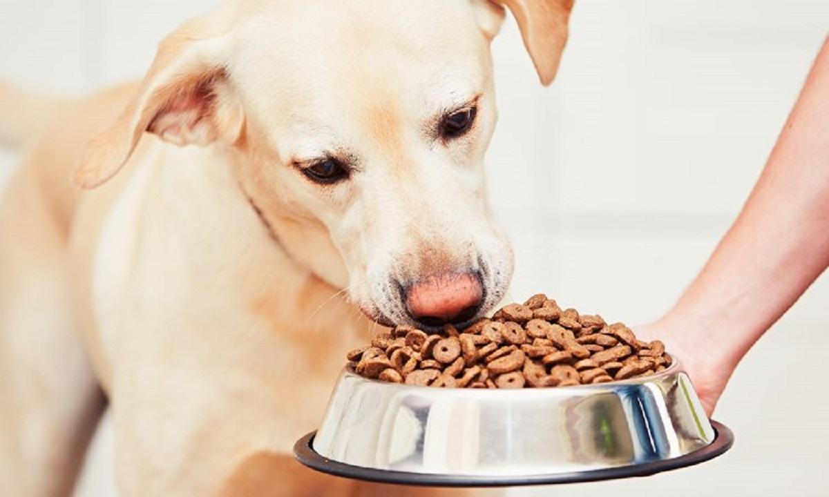 5 secrete pentru a face un caine fericit