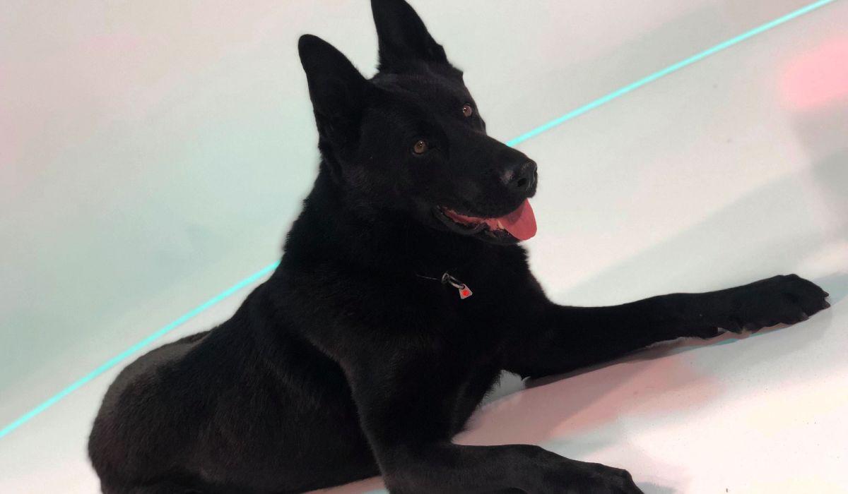 Şuier, câinele vedetă al Ministerului de Interne, vine în platoul Observator