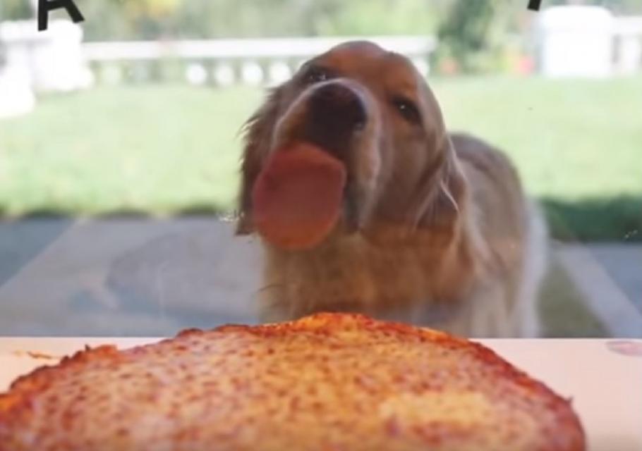 Cățelul încearcă să ajungă la pizza Un câine pofticios linge un geam