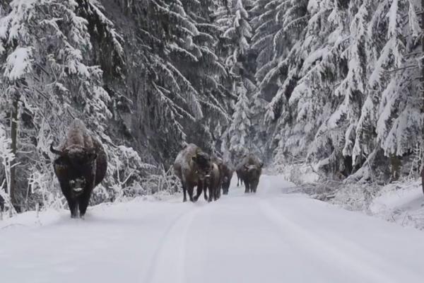 Turma de zimbri înaintează pe un drum forestier din Neamț