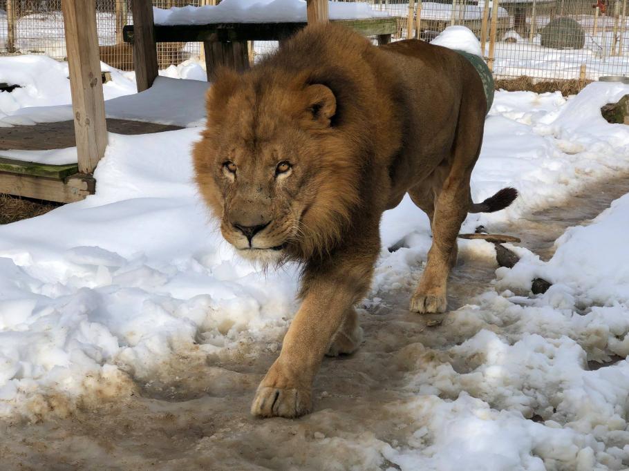 Leu Unul dintre leii de la centrul de animale unde s-a produs incidentului