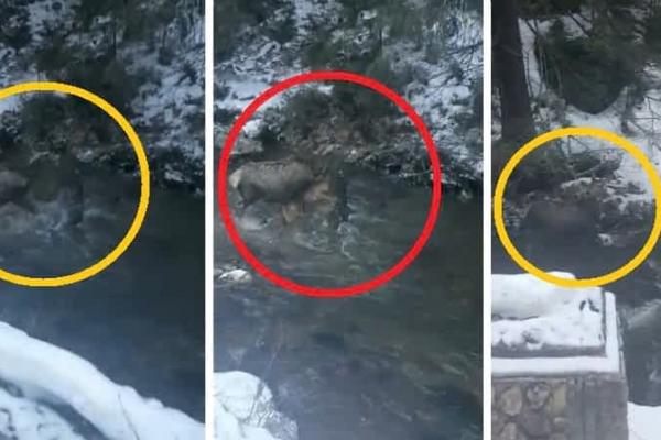 Video spectaculos: un cerb muşcat de lup de grumaz scapă cu viaţă, în Cheile Bicazului