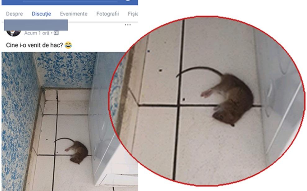 Şobolani şi gândaci uriaşi mişună în voie în căminele facultăţii USAMV Cluj Napoca: "Am dat de unul în bucătărie, m-a muşcat de papuc"