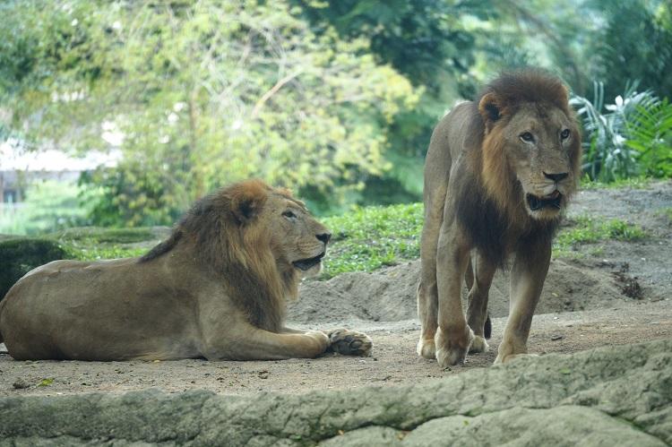 Doi lei au evadat de la zoo din Germania