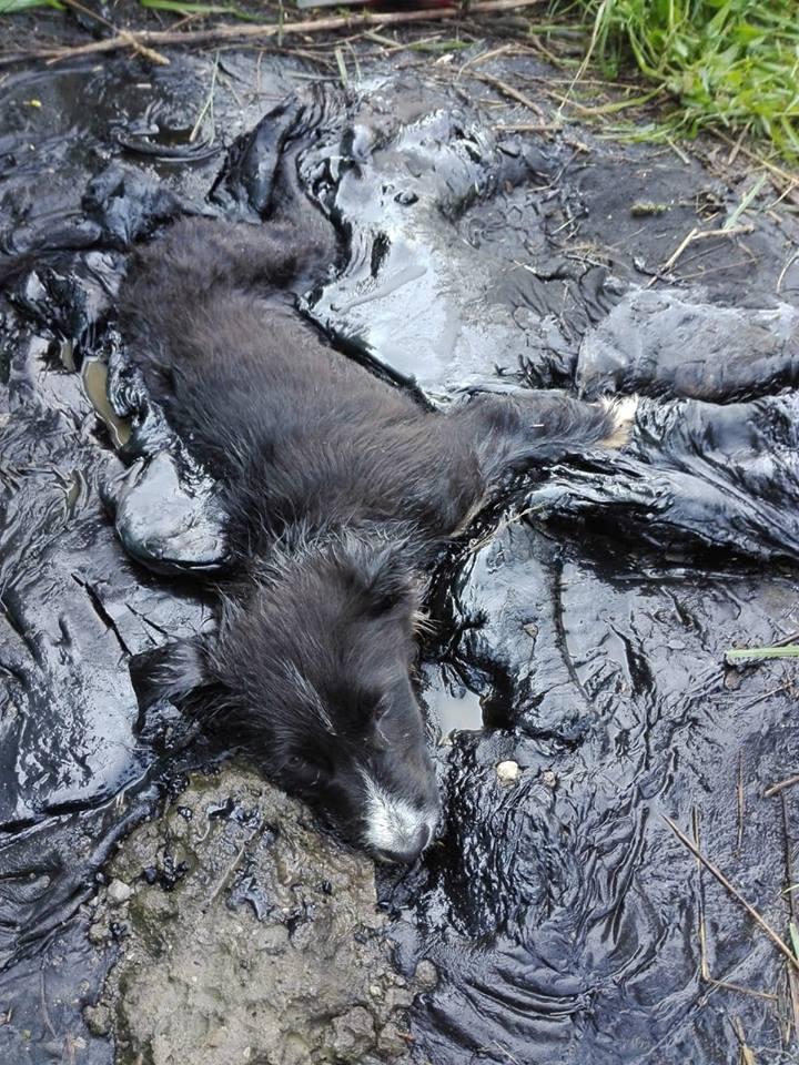 Momentul dramatic în care un căţeluş prins în smoală este salvat de pompieri