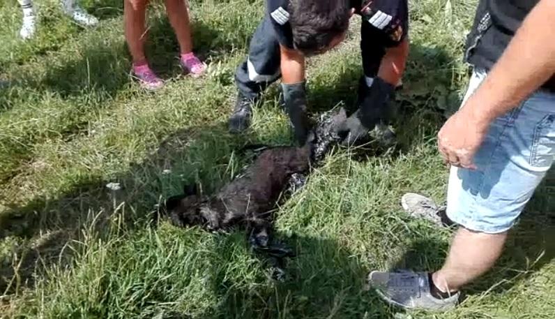 Momentul dramatic în care un căţeluş prins în smoală este salvat de pompieri