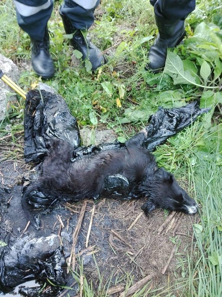 Momentul dramatic în care un căţeluş prins în smoală este salvat de pompieri