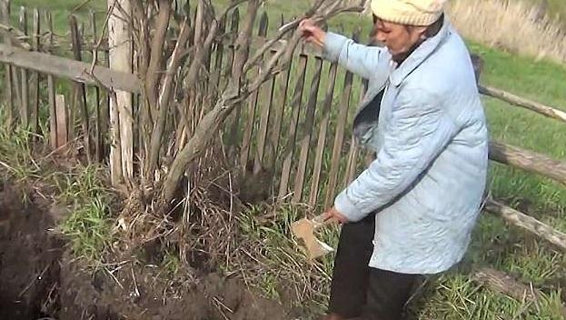 Descoperire macabră făcută de un bărbat, când planta cartofi în grădina soţiei sale. Şocat, a mers imediat la poliţie