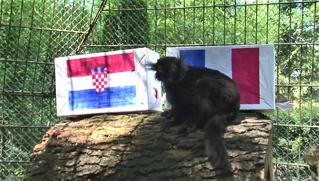 Finala Cupei Mondiale 2018, Franţa – Croaţia. Lemurii de la ZOO Târgu-Mureş au ales campioana