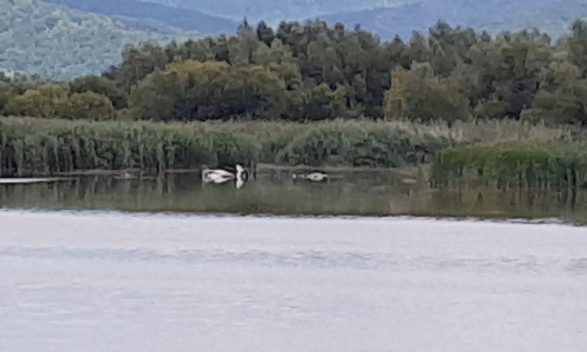 Avionul IAR-99 Soim s-a prabusit intr-un lac din Bacau