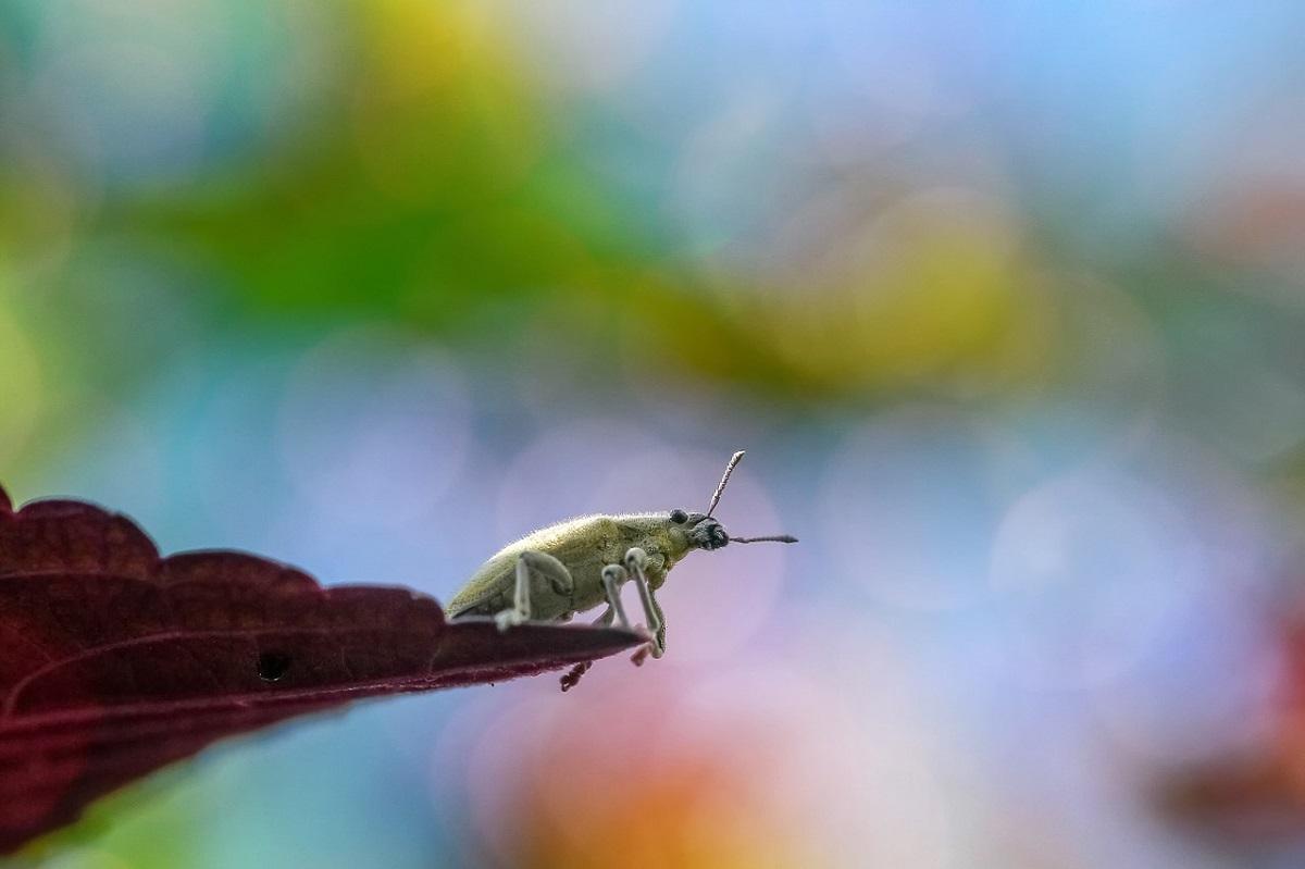 Semnificaţia gândacilor în vise
