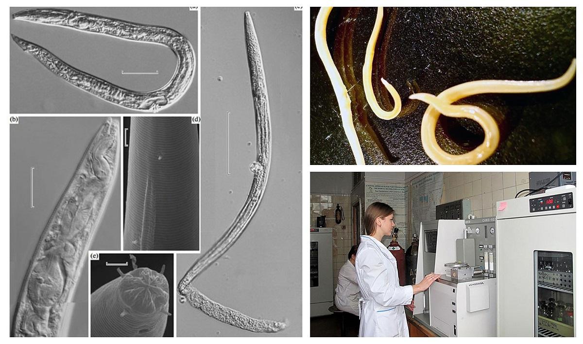 Nematodele se mișcă și mănâncă din nou, pentru prima dată de la pleistocen (era glaciară)