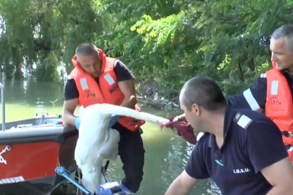 Pompierii din Neamț s-au chinuit zeci de minute să salveze o lebădă rănită