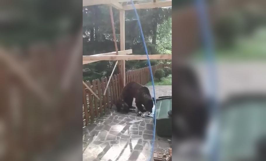 Ursoaică şi pui Ursoaică şi pui caută mâncare în Băile Tuşnad