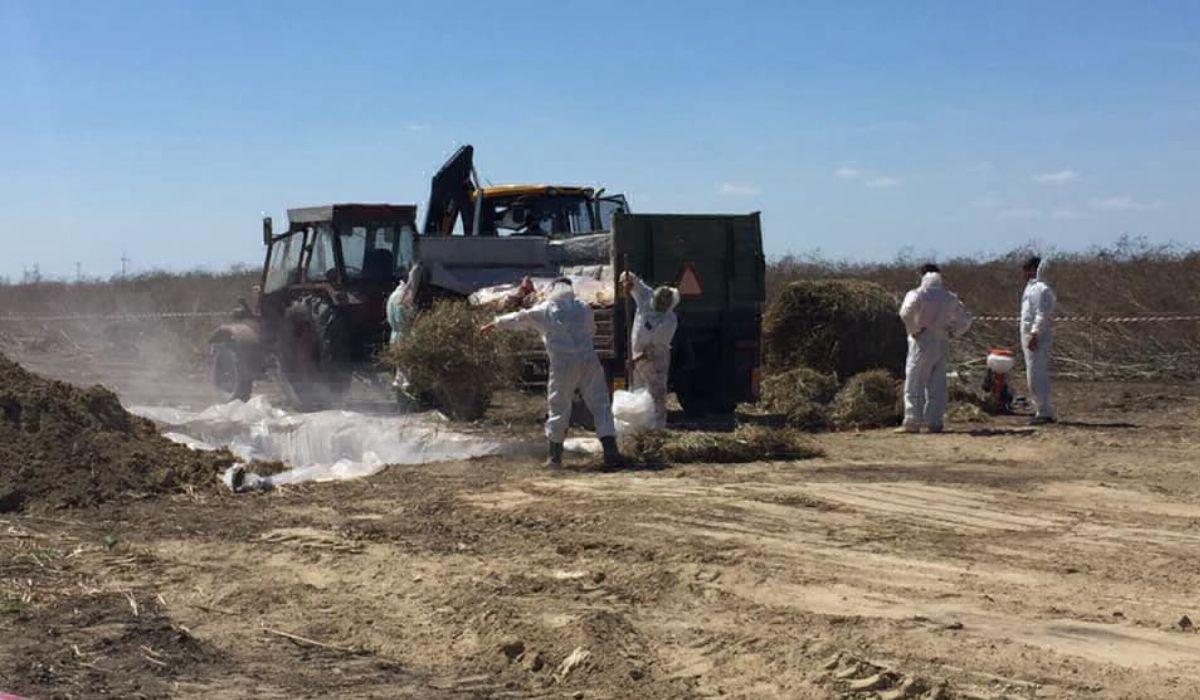 Porcii luati din gospodariile oamenilor au fost aruncati intr-o groapa comuna din Ialomita