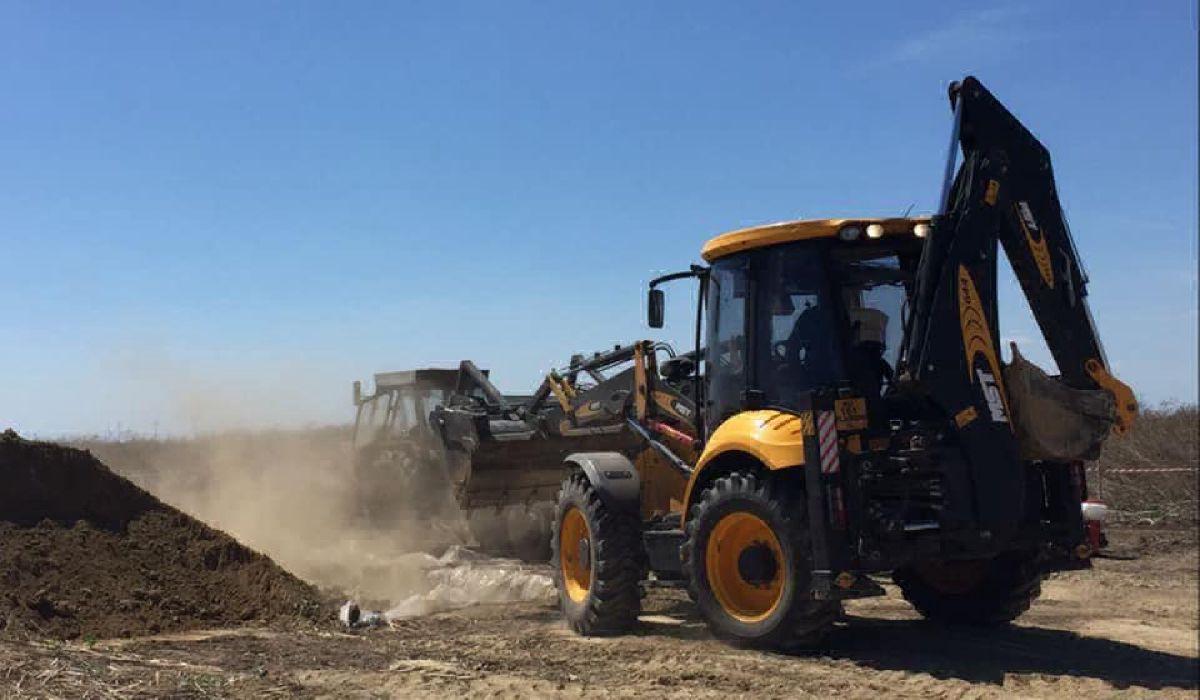 Dupa ce au fost aruncati in groapa, porcii au fost acoperiti un pamant
