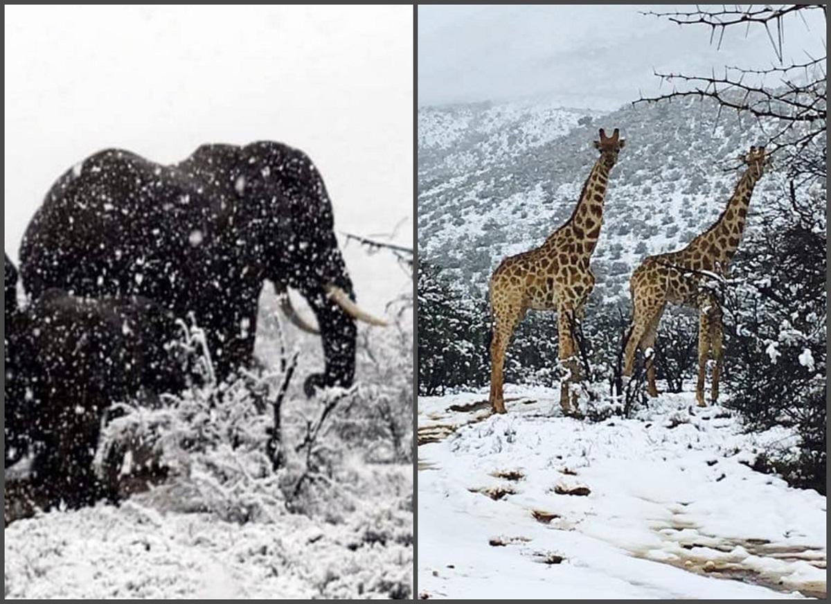 Elefanti si girafe, in zapada in Africa de Sud