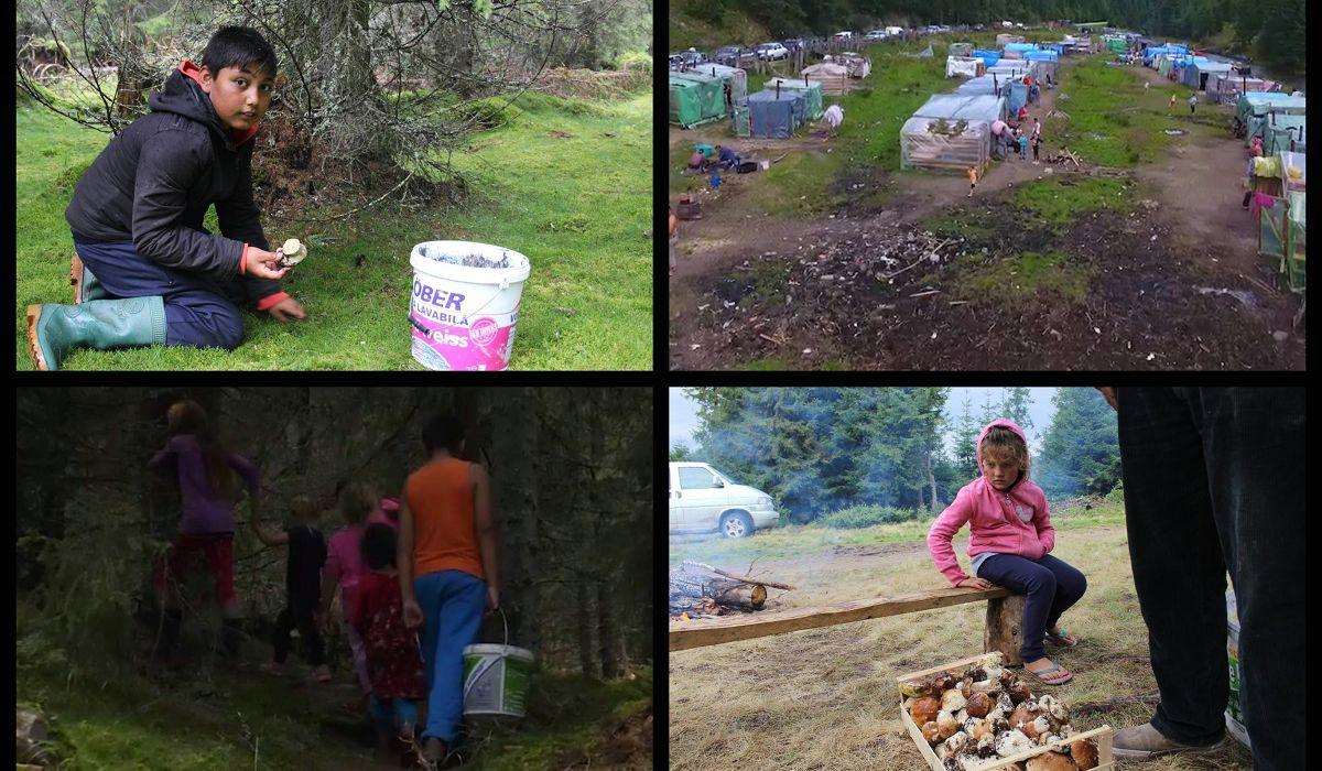 Copii români exploataţi pentru 2 euro pe zi la cules de ciuperci