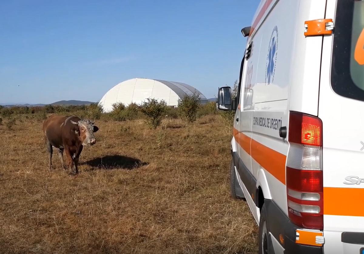 Barbat atacat de un taur in Dambovita