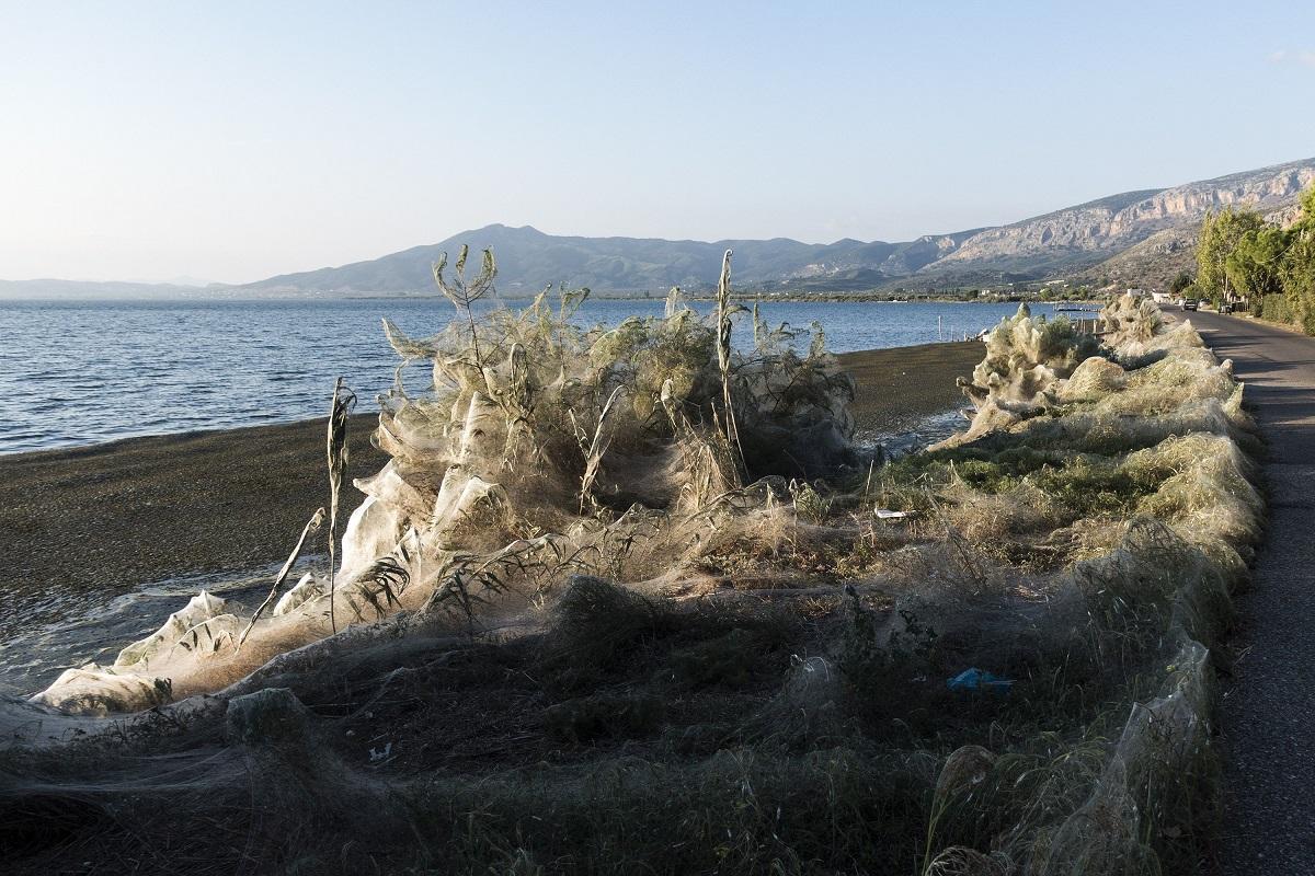 Plante de la marginea oraşului acoperite de pânză de păianjen