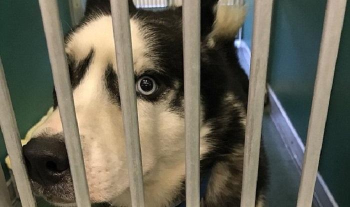 Câinele mușcat de stăpânul din Florida