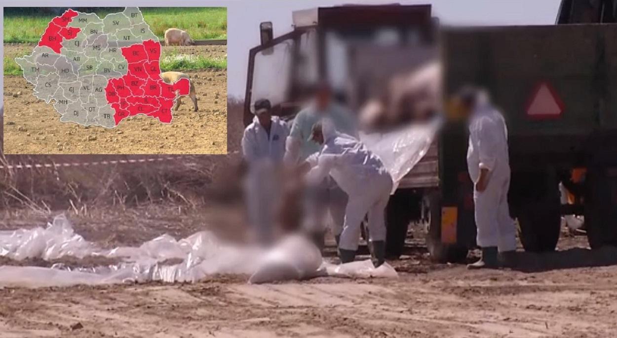 Pesta porcină africană continuă să se răspândească, mii de porci sunt omorâţi. Harta focarelor din România