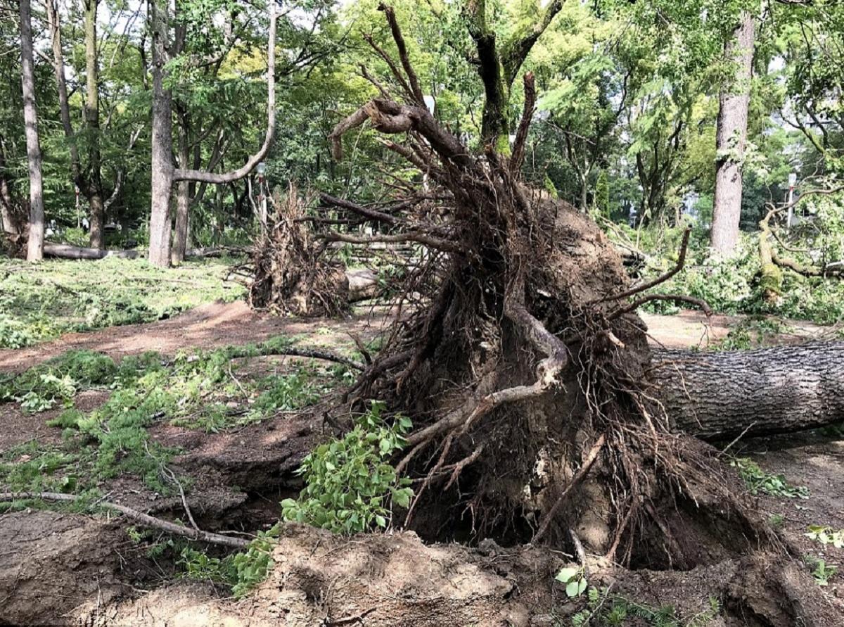 Taifunul Jebi a devastat Japonia